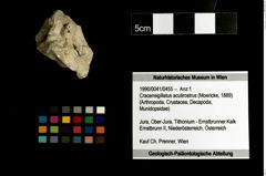 Foto (Objekt + Etiketten) von Cracensigillatus acutirostrus (Moericke, 1889) 